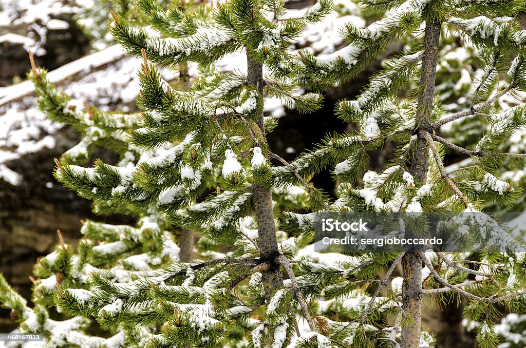 snow in Yellowstone snow in summer in Yellowstone National Park in Wyoming Asphalt Stock Photo