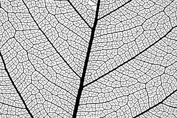 esqueletos de hojas muy detallada - leaf vein leaf plant macro fotografías e imágenes de stock
