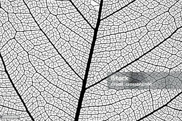 잎 스켈레톤 매우 상세한 잎에 대한 스톡 사진 및 기타 이미지 - 잎, 동물의 뼈대, 질감 효과