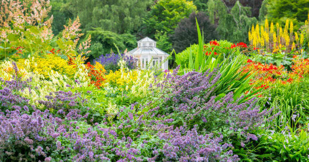 istock Colorful flowers 468469025