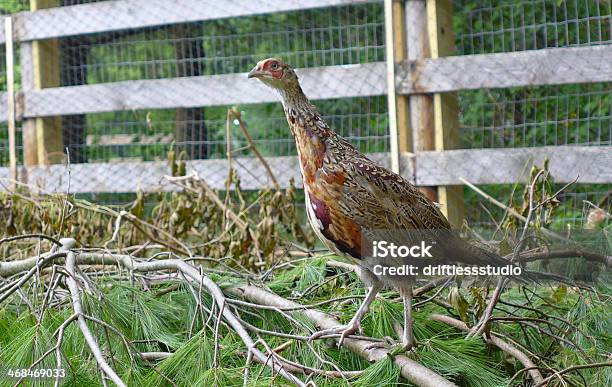 Joven Hombre Ringneck Faisán Sencuentra En Ramas Foto de stock y más banco de imágenes de Aguja - Parte de planta - Aguja - Parte de planta, Aire libre, Altiplanicie