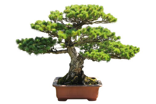 bonsai pine tree with white background,pinus parviflora