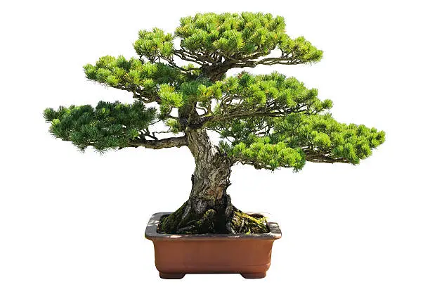 Photo of bonsai pine tree