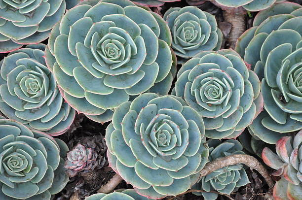 istock Hens and Chicks or House leek Succulent 468470554