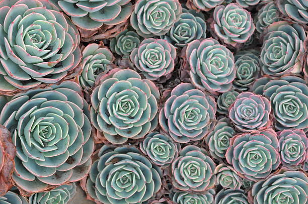 istock Hens and Chicks or House leek Succulent 468470572