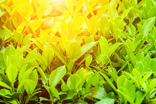 istock Green Background Concept. Shallow depth of field. 468470872