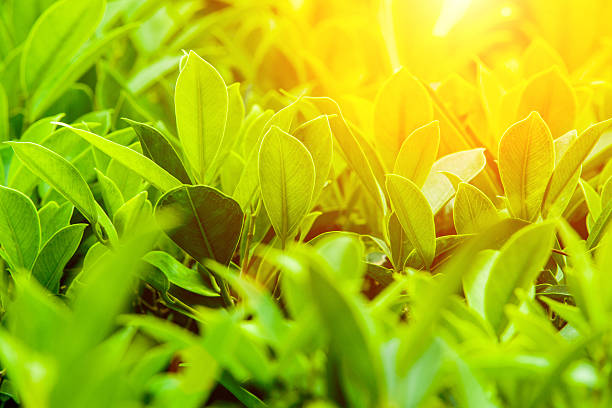 istock Green Background Concept. Shallow depth of field. 468470880