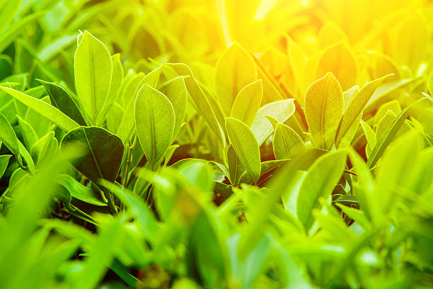 istock Green Background Concept. Shallow depth of field. 468470882
