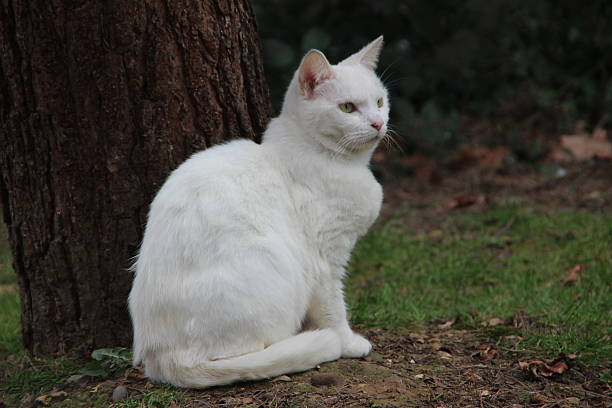 istock white cat waiting for the friend 468471322