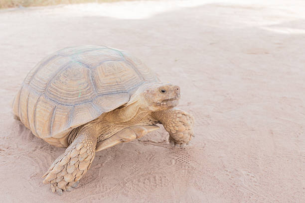 Turtle in zoo. stock photo