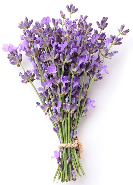 istock Bunch of lavender. 468472766