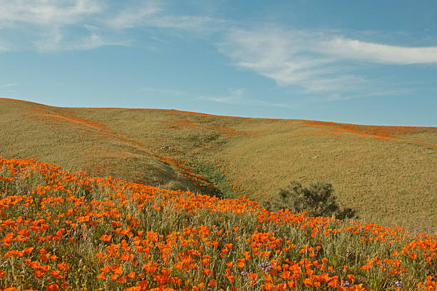 istock California Poppies in the springtime 468472992