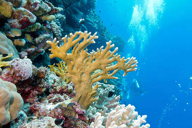 istock coral reef with fire coral in tropical sea-underwater 468473078