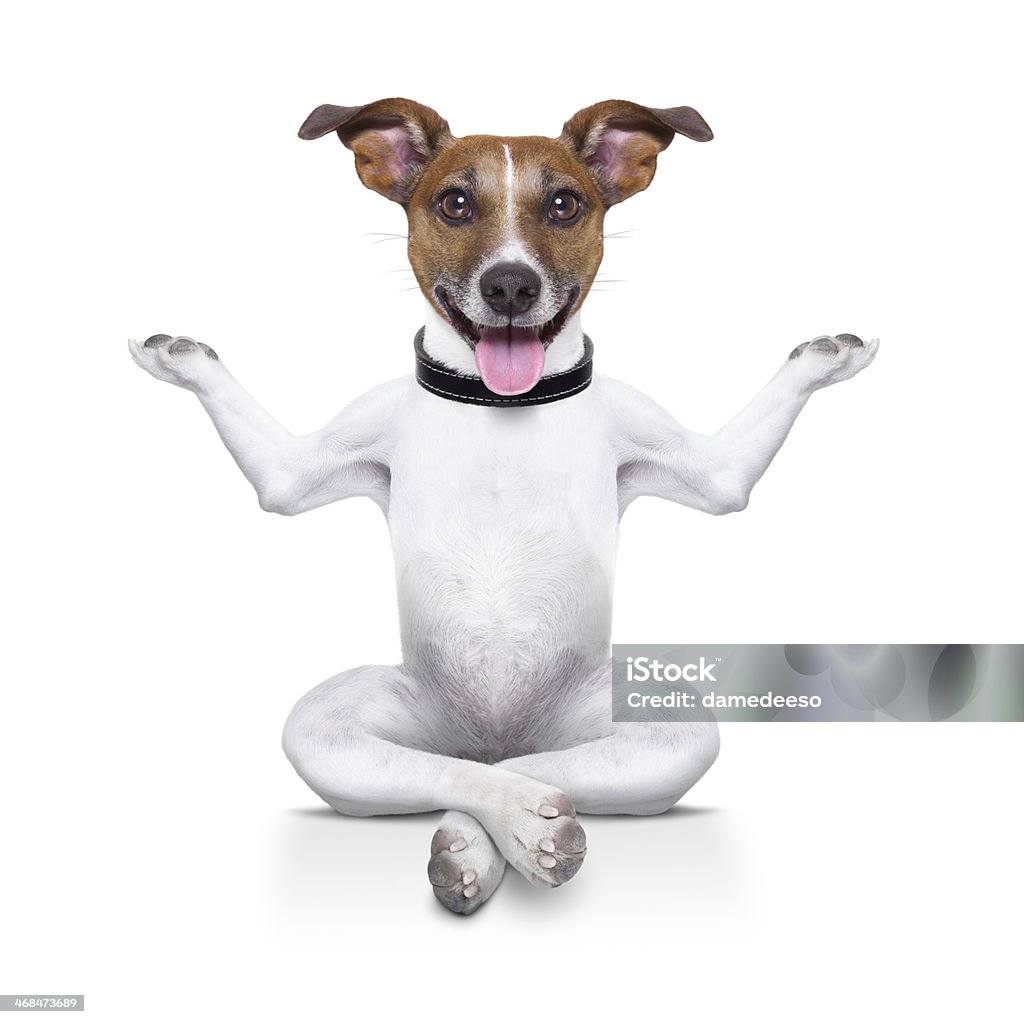 yoga dog yoga dog sitting relaxed with closed eyes thinking deeply on a brick Dog Stock Photo