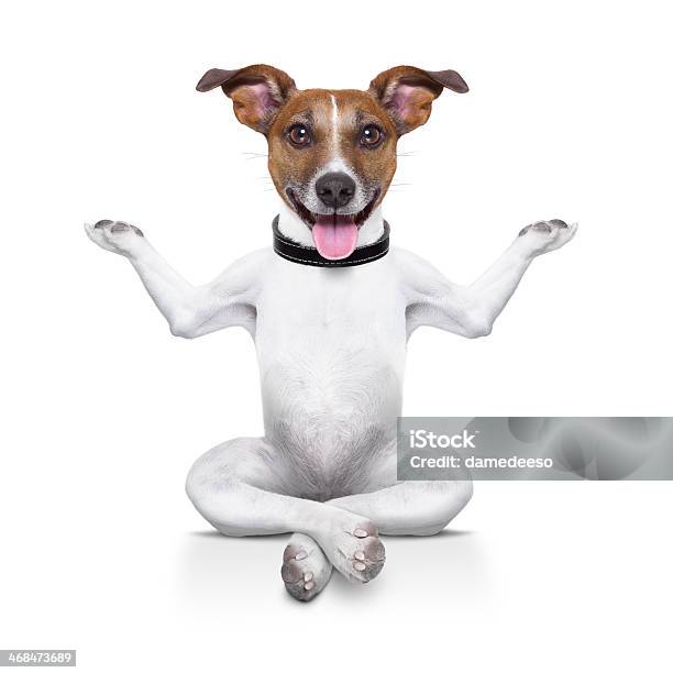 Yoga Dog Stock Photo - Download Image Now - Dog, Humor, Fun