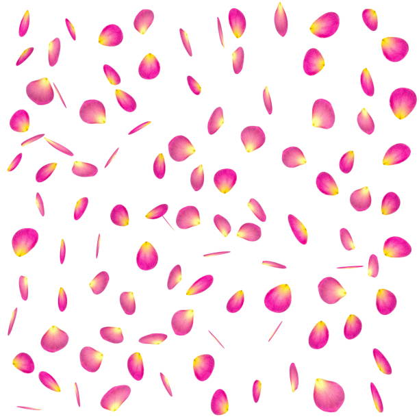 istock Rose petals on isolated background 468473860
