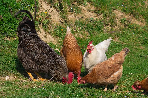 istock Outdoor Raised Organic Chickens 468474060