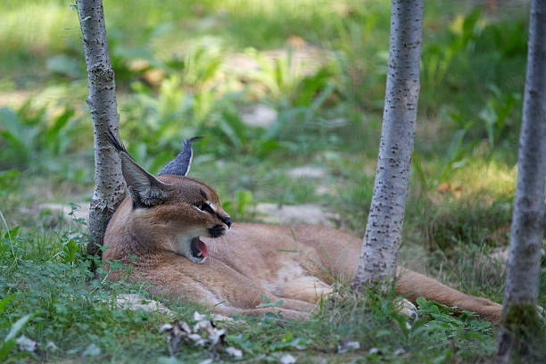 Caracal Caracal lying on the grass. caracal photos stock pictures, royalty-free photos & images