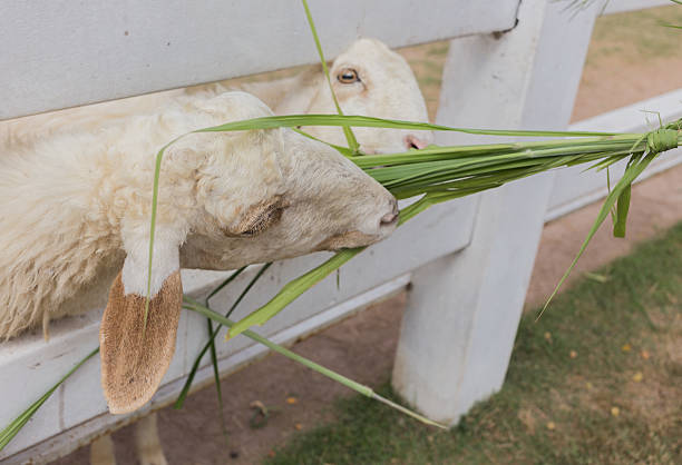 sheep eating grass stock photo