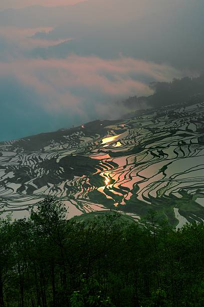 hani champs au lever du soleil sur une terrasse de 2 - agriculture artificial yunnan province china photos et images de collection