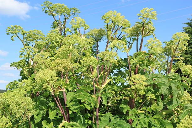 신선초 archangelica-engelwurz - engelwurz angelica plant flower 뉴스 사진 이미지