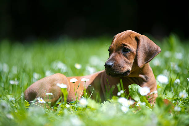 istock Rhodesian ridgeback puppy outdoors 468475583