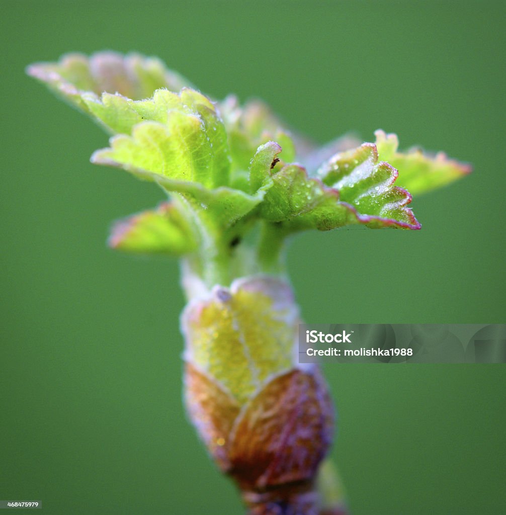 Blossoming botões e verde leafs na Primavera - Royalty-free Abstrato Foto de stock