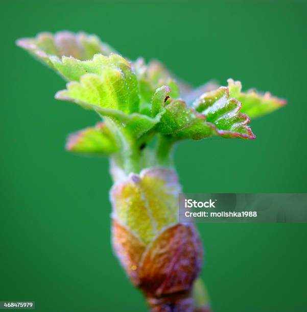 Foto de Desabrochando Gustativas E Folhas De Primavera Verde Sobre e mais fotos de stock de Abstrato