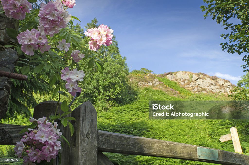 Porta in legno e rosa - Foto stock royalty-free di Agricoltura