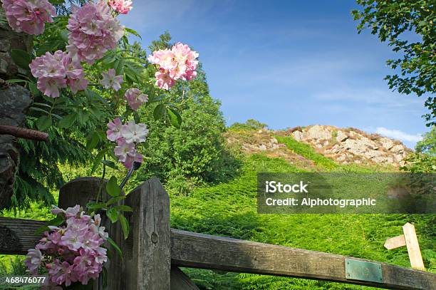Portão De Madeira E Rosa - Fotografias de stock e mais imagens de Agricultura - Agricultura, Andar, Ao Ar Livre