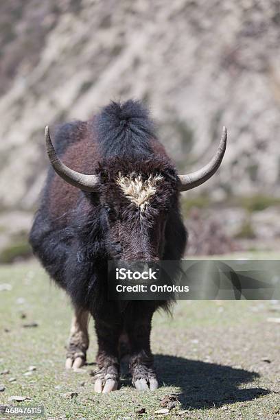 Wild Yac Pie En La Región Nepal Annapurnas Foto de stock y más banco de imágenes de Agricultura - Agricultura, Aire libre, Altiplanicie