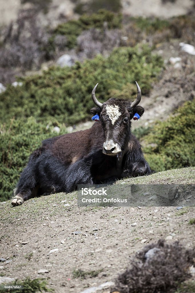 Wild Yak définisse au rez-de-chaussée dans Annapurnas région, Népal - Photo de Agriculture libre de droits