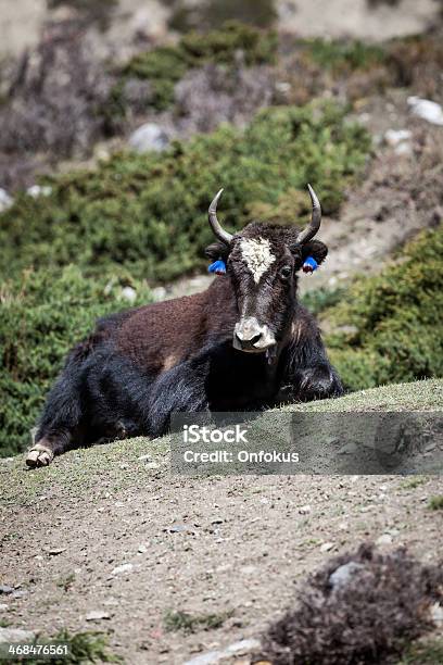 Photo libre de droit de Wild Yak Définisse Au Rezdechaussée Dans Annapurnas Région Népal banque d'images et plus d'images libres de droit de Agriculture