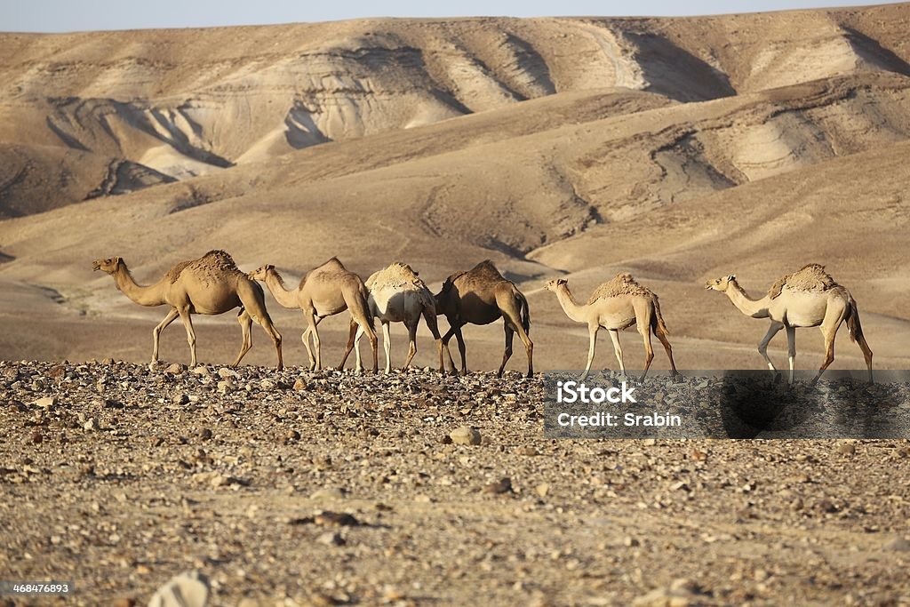 Négev Israel camellos en el desierto - Foto de stock de Israel libre de derechos