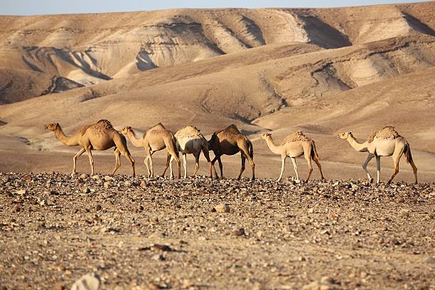 Negev Desert Israel Camels