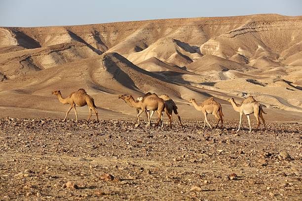 istock Negev Desert Israel Camels 468476899