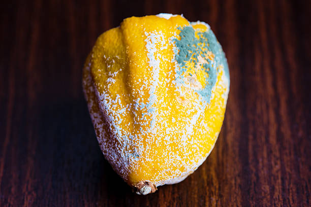 the lemon in der schimmel auf dem tisch - rotting food mold fruit stock-fotos und bilder