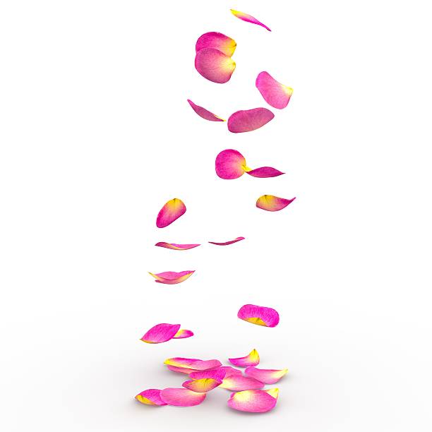 istock Rose petals fall to the floor 468478602