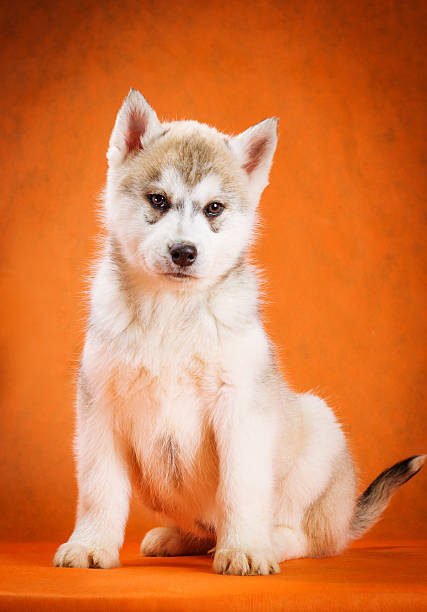 istock siberian husky puppy studio shoot 468478680