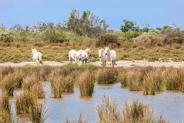 istock Camargue Horses - France 468478932