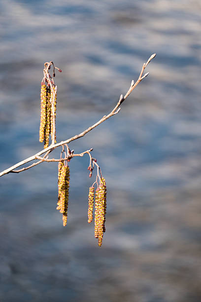 폐동맥 alder, 숫나사 개화 및 성숙한 안전구역 표시 콘 - inflorescence alder tree glutinosa aments 뉴스 사진 이미지