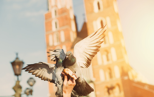Human hand holding a pretzel with pigeons perched above.Behind is St.Mary church located at the Main Market square in Krakow.