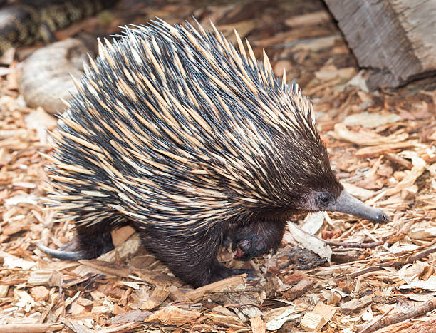 istock An Australian echidna, or spiny anteater, standing in bark 468483900
