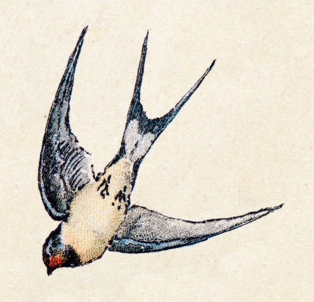 Barn swallow, birds animals antique ilustration