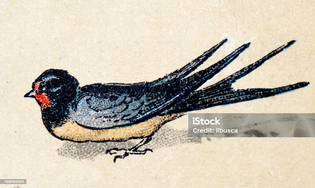 Barn swallow, birds animals antique ilustration Swallow - Bird stock illustration