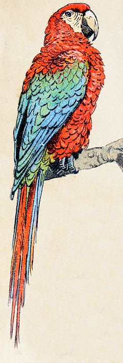 Scarlet macaw, birds animals antique ilustration