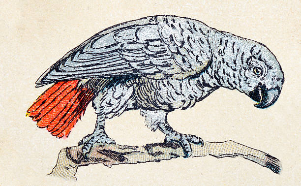 African grey parrot, birds animals antique ilustration