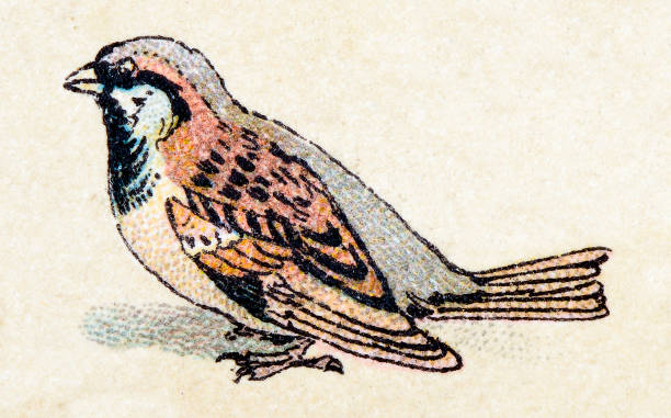 stockillustraties, clipart, cartoons en iconen met house sparrow, birds animals antique ilustration - house sparrow