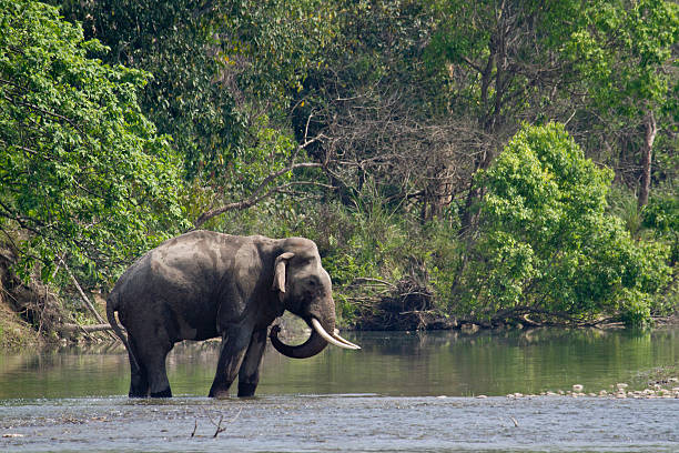 istock Wild asian elephant in Bardia, Nepal 468484374