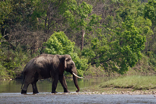 istock Wild asian elephant in Bardia, Nepal 468484378